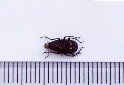 カオジロヒゲナガゾウムシ