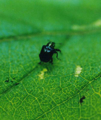 カシルリオトシブミ