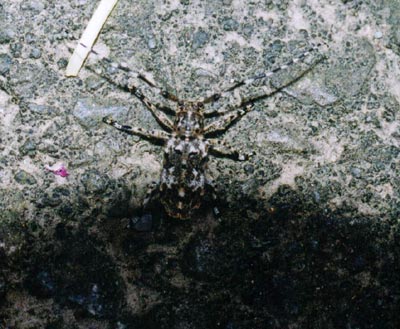 カタシロゴマフカミキリ