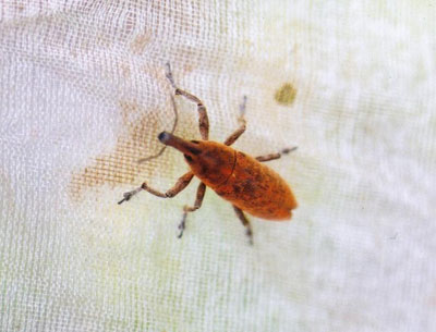 カツオゾウムシ