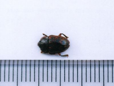 ケシキスイ科のなかま