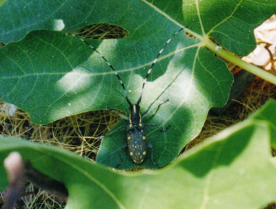 キボシカミキリ