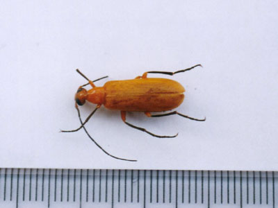 キイロゲンセイ