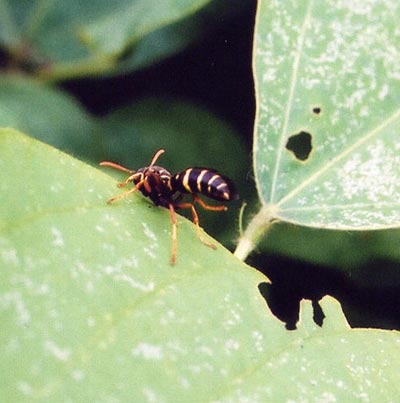 スズメバチ科のなかま