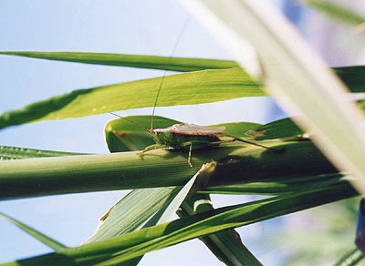 キリギリス科のなかま（３）