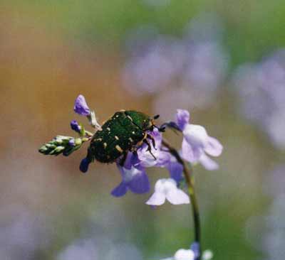 コアオハナムグリ