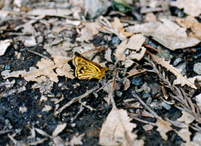 コチャバネセセリ