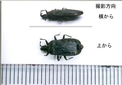 クロヒラタカメムシ