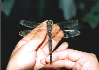 コシボソヤンマ