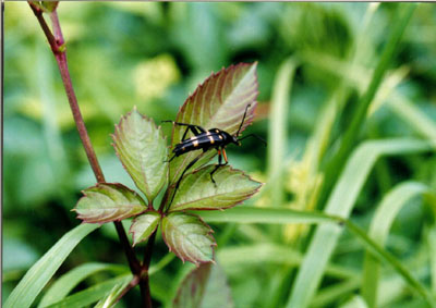 コウヤホソハナカミキリ