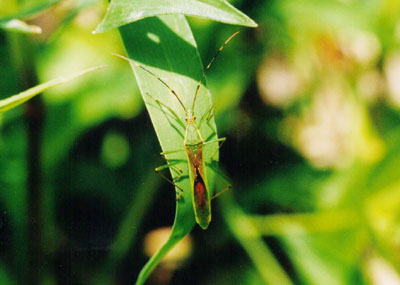 クモヘリカメムシ