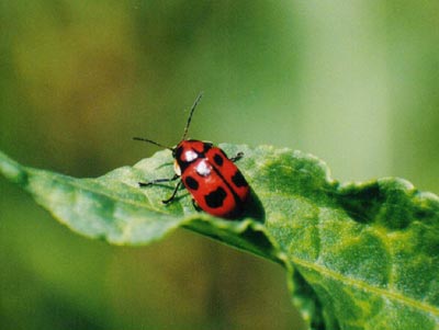 クロボシツツハムシ