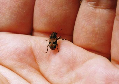 クロフヒゲナガゾウムシ