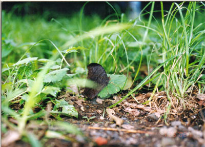 クロコノマチョウ