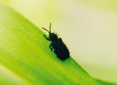 クロトゲハムシ