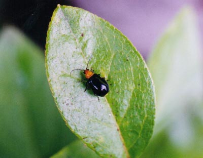 クロウリハムシ
