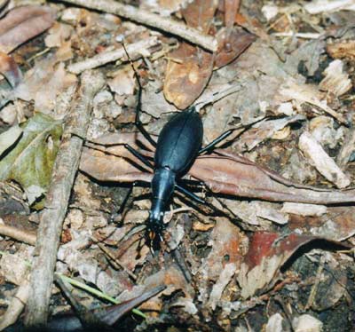 マイマイカブリ