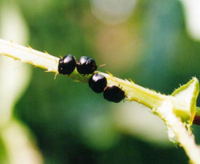 マルカメムシ科のなかま