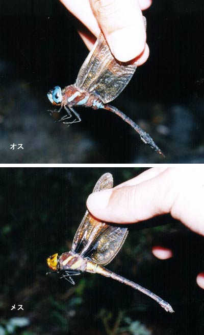 マルタンヤンマ