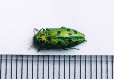 マスダクロホシタマムシ