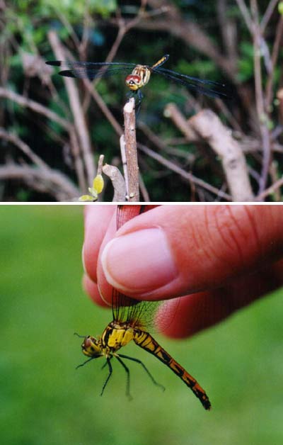 マユタテアカネ