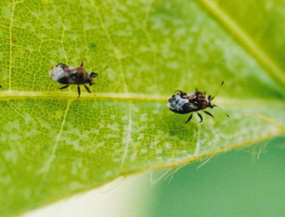 メダカナガカメムシ科のなかま