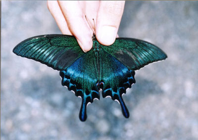 ミヤマカラスアゲハ