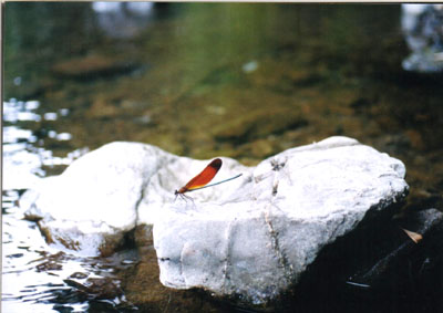 ミヤマカワトンボ