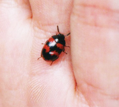 モンキゴミムシダマシ