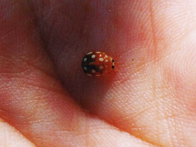 ムーアシロホシテントウ