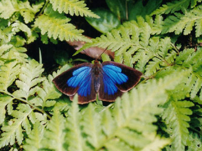 ムラサキシジミ