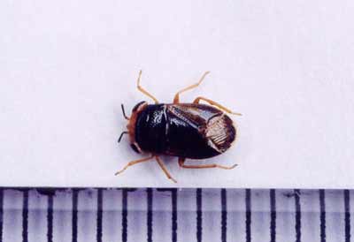 ナガカメムシ科のなかま（２）