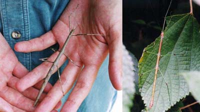 ナナフシ科のなかま