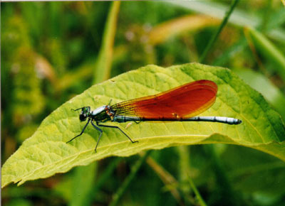 ニシカワトンボ