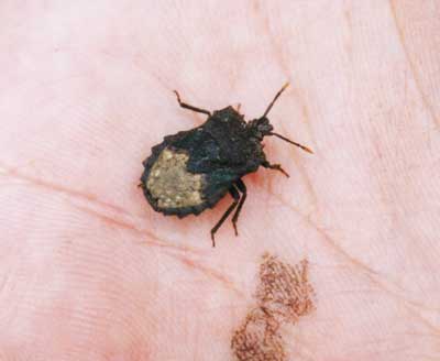 ノコギリカメムシ