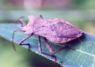 オオヘリカメムシ