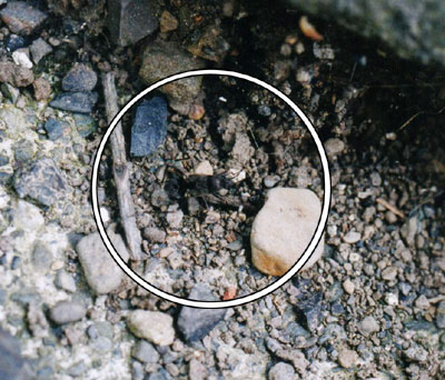 オオモンシロナガカメムシ