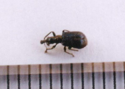 オトシブミ科のなかま（２）