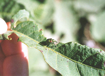 オトシブミ科のなかま（３）
