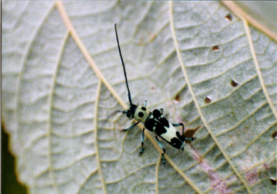 ラミーカミキリ