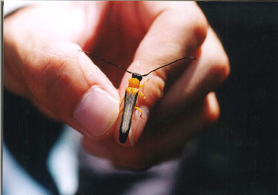 リンゴカミキリ