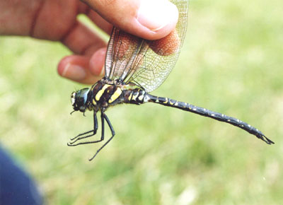 ルリボシヤンマ