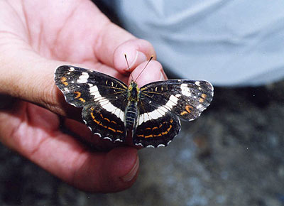 サカハチチョウ