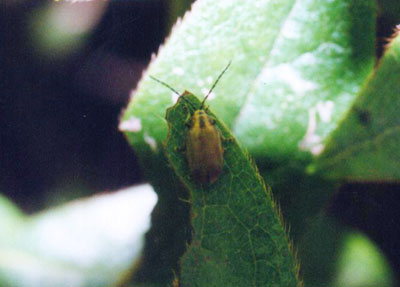 サンゴジュハムシ