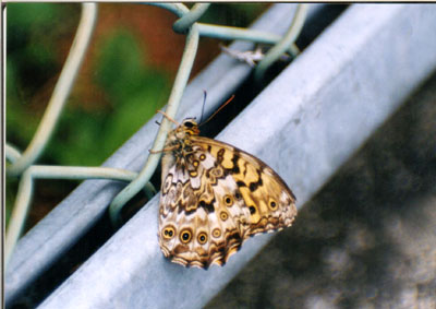 サトキマダラヒカゲ