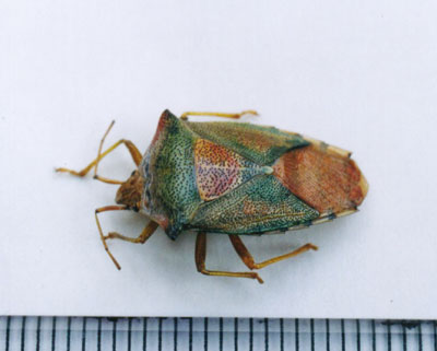 セアカツノカメムシ