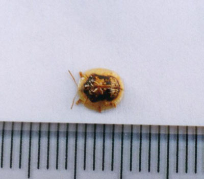 セモンジンガサハムシ