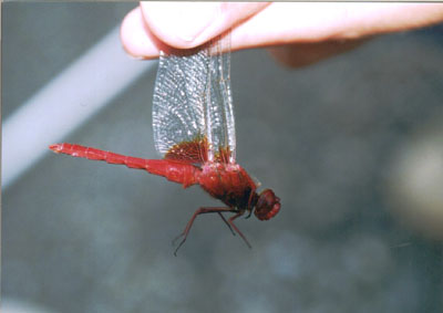 ショウジョウトンボ