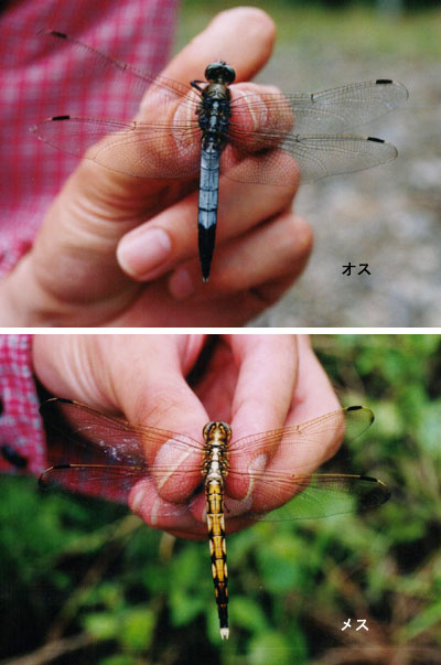 シオカラトンボ