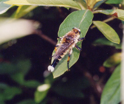 ムシヒキアブ科のなかま